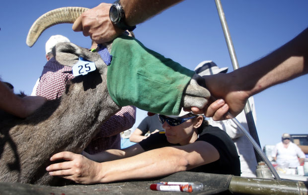 Bighorn sheep capture